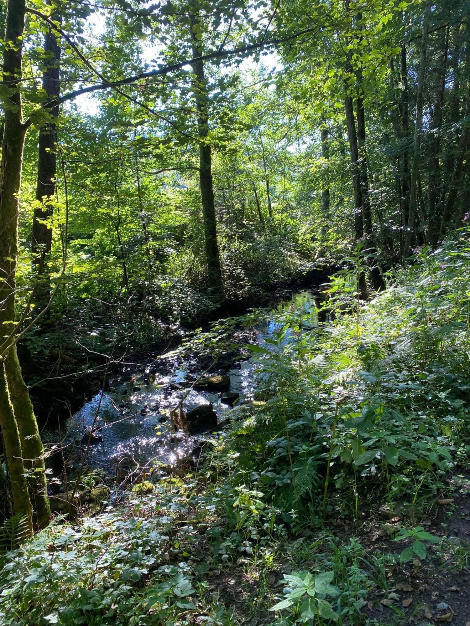 Ferienhaus Vulkaneifel Abtei Himmerod Großlittgen Екстериор снимка