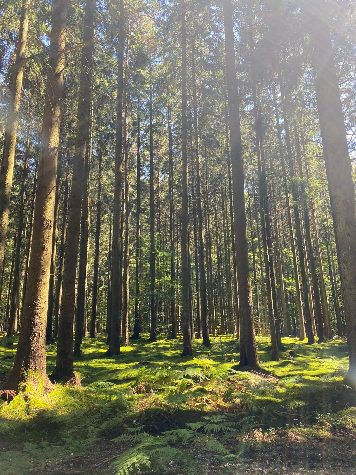 Ferienhaus Vulkaneifel Abtei Himmerod Großlittgen Екстериор снимка
